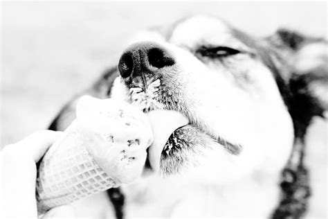 Peanut Butter And Banana Dog Ice Cream Recipe And More Varieties Your Dog