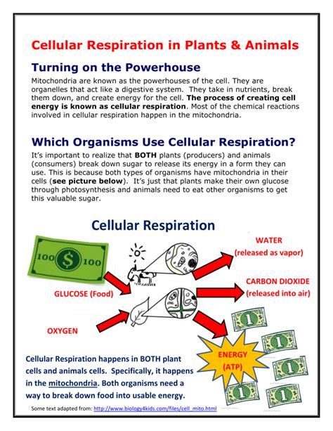 Respiration must happen all of the time so that the organism can survive. Cellular Respiration in Plants & Animals