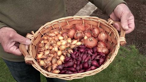 Comment planter echalotes et oignons