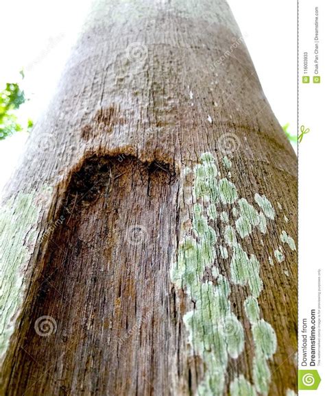 Trunk Of The Palm Trees With Fungus Stock Image Image Of Trees