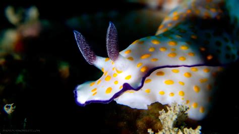 Hypselodoris Pulchella Nudibranch Underwater Photography By Simon Ilett