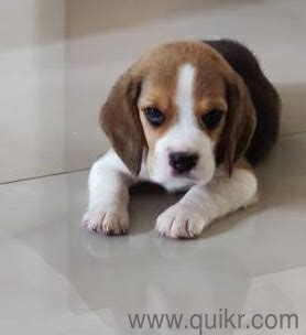 Free beagle puppies near me, is a website that was designed by the local humane society. Beagle Puppies For Free Adoption In Mumbai | Beagle Puppy
