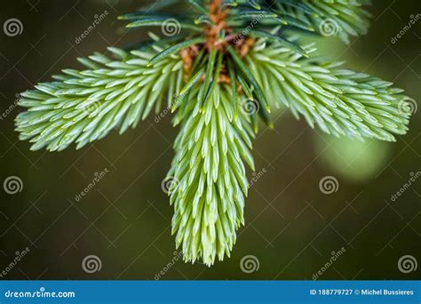 Spruce Is A Tree Of The Genus Picea Stock Image Image Of Canadian