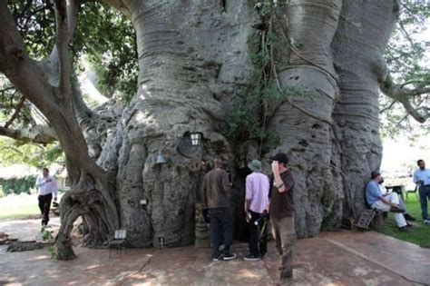 Inside A Living 6000 Year Old Baobab Tree 8 Pics