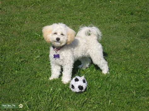 The group of dogs known as the barbichon developed into four breed lines: Stud Dog - Bichon Frise/Shih Tzu - Breed Your Dog