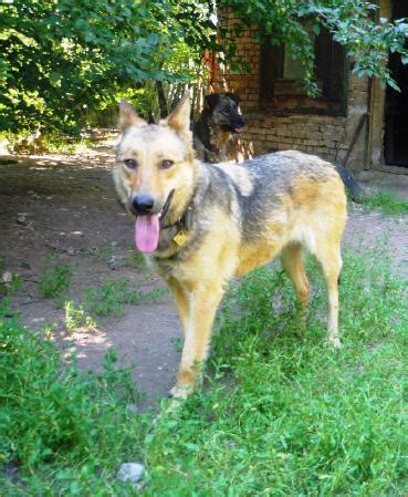 Wieviel kilometer sind es von schweiz nach bulgarien? l001 | Tierhilfe Bulgarien - Schweiz