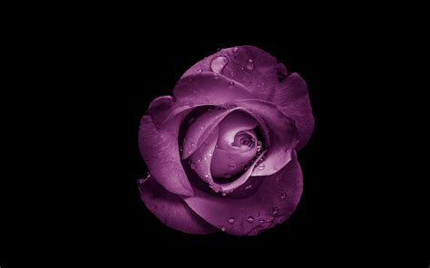 Open me ᴗ aesthetic cute and random wallpapers. purple rose flower Mac Wallpaper Download | AllMacWallpaper