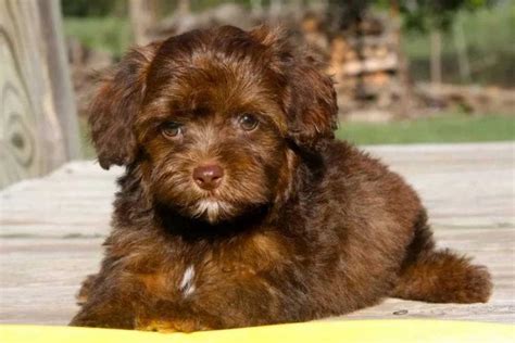 Yorkipoo Hybrid Dog Breed Information And Facts Pets Feed