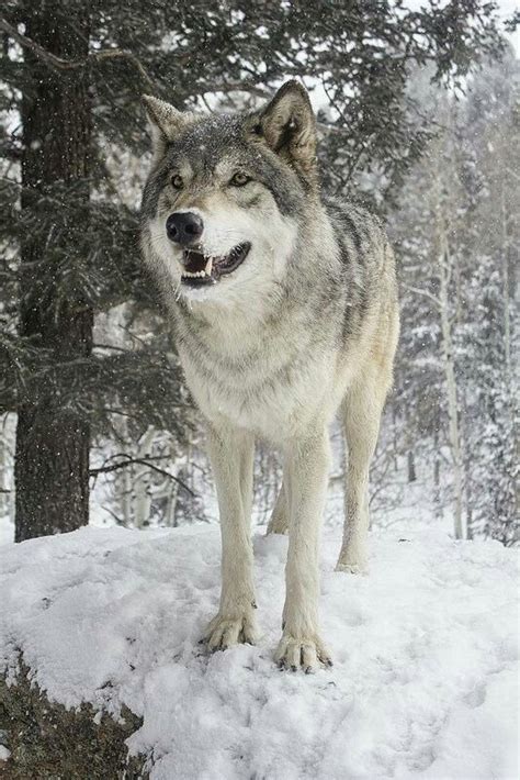 Everything Wolf Dog Wolf Pictures Wolf