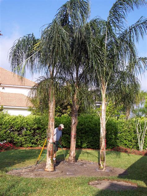 Queen Palm Trees For Sale Near Me Mackenzie Handy