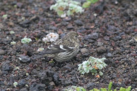 They forage mostly in spruce and tamarack, prying open the cones with their crossed bills to eat the seeds. White-winged Crossbill - St. Paul Island Tour