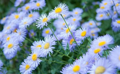 Free shipping available on many items. Growing Perennial Asters - Aster flower information | How ...