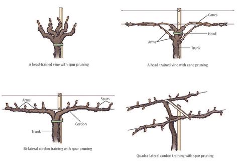 Important Structures And Features Of Grapevines Lodi Growers