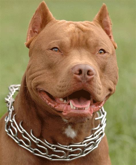 50 Most Beautiful Pit Bull Dog Pictures And Photos