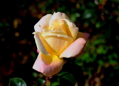 Fotos Gratis Flor Pétalo Florecer Rosa Botánica Amarillo Rosado