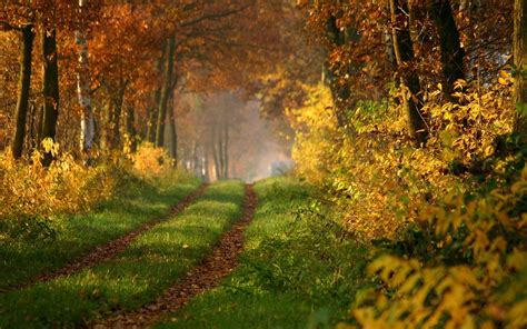 Осенний лес дорога обои для рабочего стола картинки фото 1920x1200