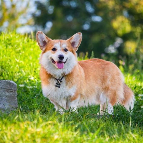 The Corgi Is The Smallest Of The Herding Dogs And Popular With Qeii For
