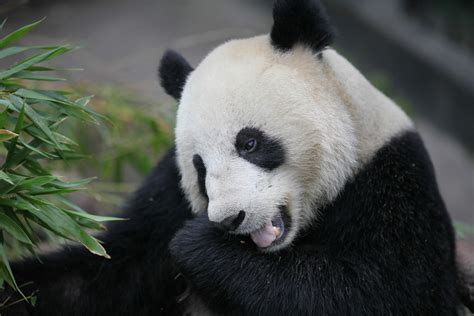 苏琳 Su Lin Nov 2015 2 Jd Pandas Flickr