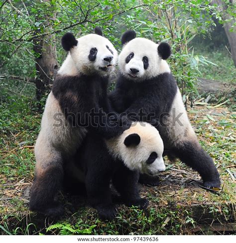 Giant Panda Bears Playing Together Stock Photo Edit Now 97439636