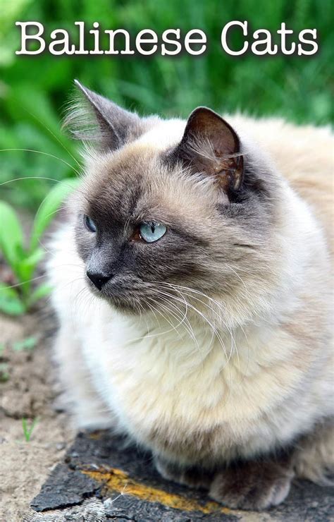 Balinese Cats Fun Facts About Cats Cat Facts Siamese Cats Cats And