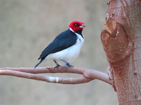 Tropics Red Capped Cardinal Zoochat