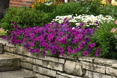 Petunia Easy Wave® Violet Moss Greenhouses