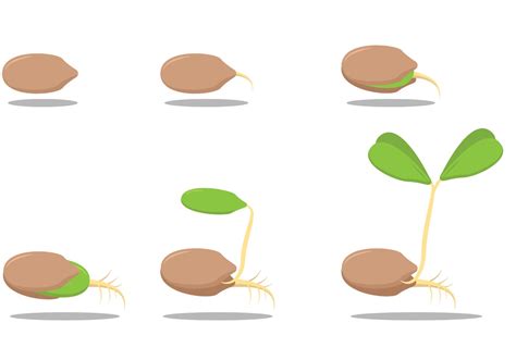 Growing Seed Vectors Download Free Vector Art Stock Graphics And Images
