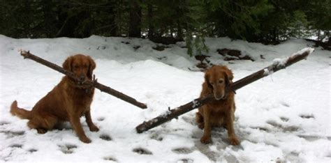 10 Dogs Whose Big Sticks Endearingly Complicate A Simple