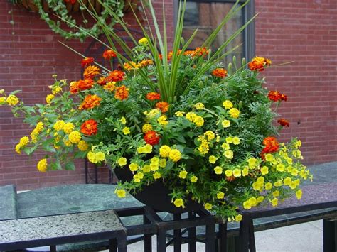 Summer Container Garden Recipes Container Plants Container Gardening