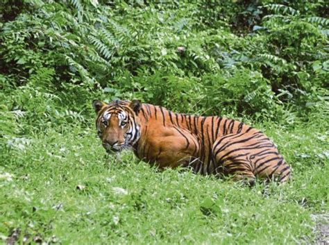China Businessman Jailed For 13 Years Over Tiger Feast New Straits Times Malaysia General