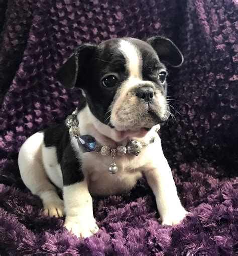 Our family are the breeders of french bulldog puppies in europe. French Bulldog Puppies For Sale | Jacksonville, FL #232702