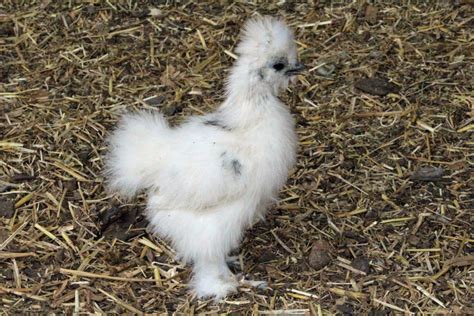 Silkie Sexing Help Backyard Chickens Learn How To Raise Chickens