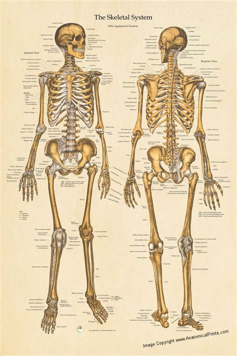 Human Skeletal Anatomy Poster Anterior And Posterior Views Etsy