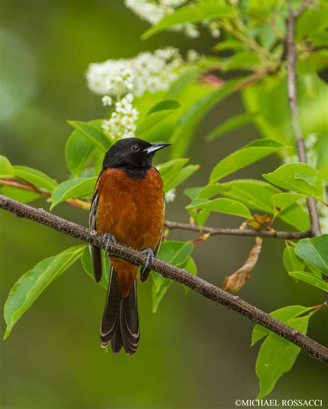 Orchard Oriole Birdwatching