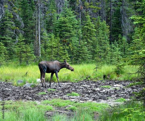 Wildlife In Peter Lougheed Provincial Park Campground Stock Photo