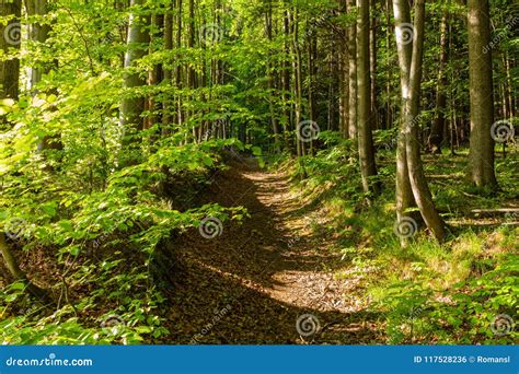 Bright Green Forest Natural Walkway In Sunny Day Light Sunshine Forest