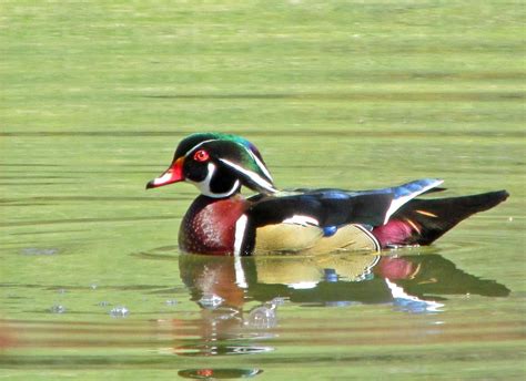 Wood Duck A Unique North American Waterfowl