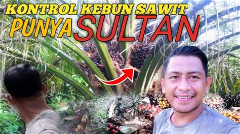 Kalian bisa dapati dengan baca sampai habis. 🔴Andai Aku Tidak Ke Kebun Kelapa Sawit - YouTube