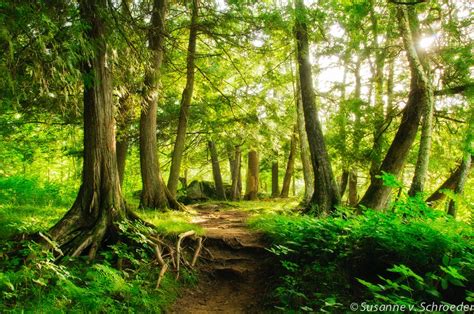 Enchanted Forest Nature Photography Fine Art Print Magical