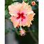 The Different Species Of Hibiscus Flowers  Visuallens