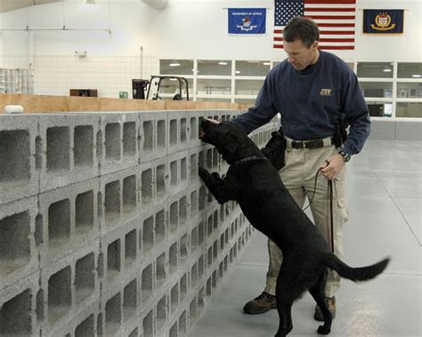 Accelerant And Explosives Detection Canines Bureau Of Alcohol