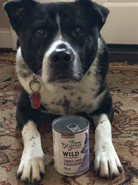 For wet dog foods, purina one provides more protein (about 7.55% more). Purina Beyond Wild Prey grain free dog food with turkey ...