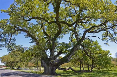 Live Oak Protection Laws 100 Oaks Project