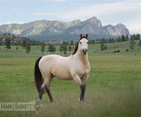 The mustang is a breed of horse bred in the wilderness of america. Buckskin American Mustang Stallion. | Horses | Pinterest