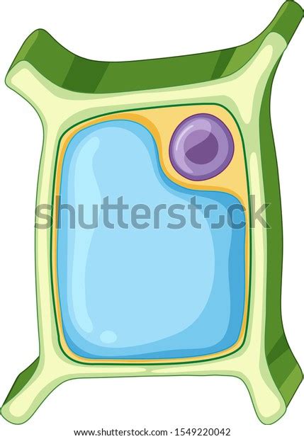 Diagram Showing Plant Cell Illustration Stock Vector Royalty Free Shutterstock