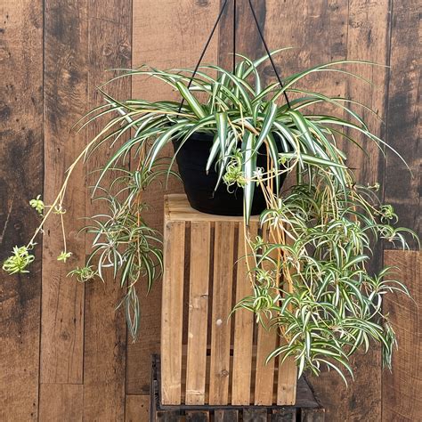 10 Spider Plant Hanging Basket Terra Greenhouses