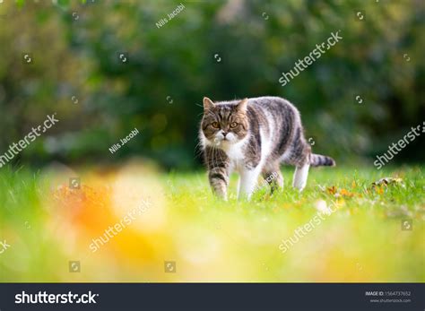 8476 Cat Prowl Images Stock Photos And Vectors Shutterstock
