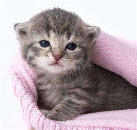 Cute Newborn Kitten Stock Image Image Of Kitten Feeding 40251535