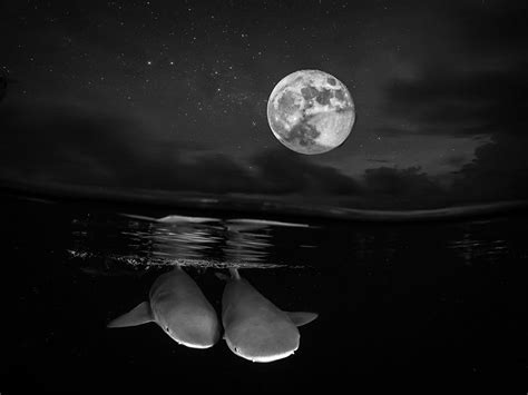Compositing Underwater Photos with the Full Moon – Ikelite