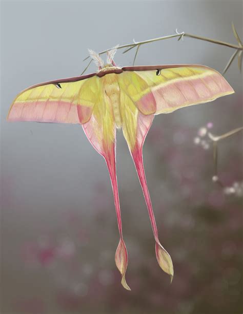 A Comet Tail Moth I Painted This Study From A Photo In Photoshop Beautiful Beautiful Creatures